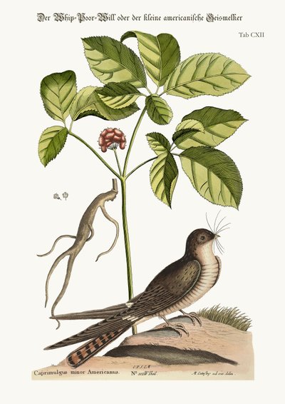 Il Whip-Poor-Will, 1749-73 da Mark Catesby